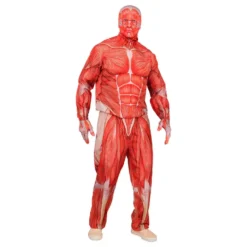 Anatomi Kostume