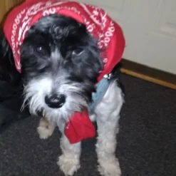 Bandana Rød