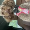 Butterfly til Hund