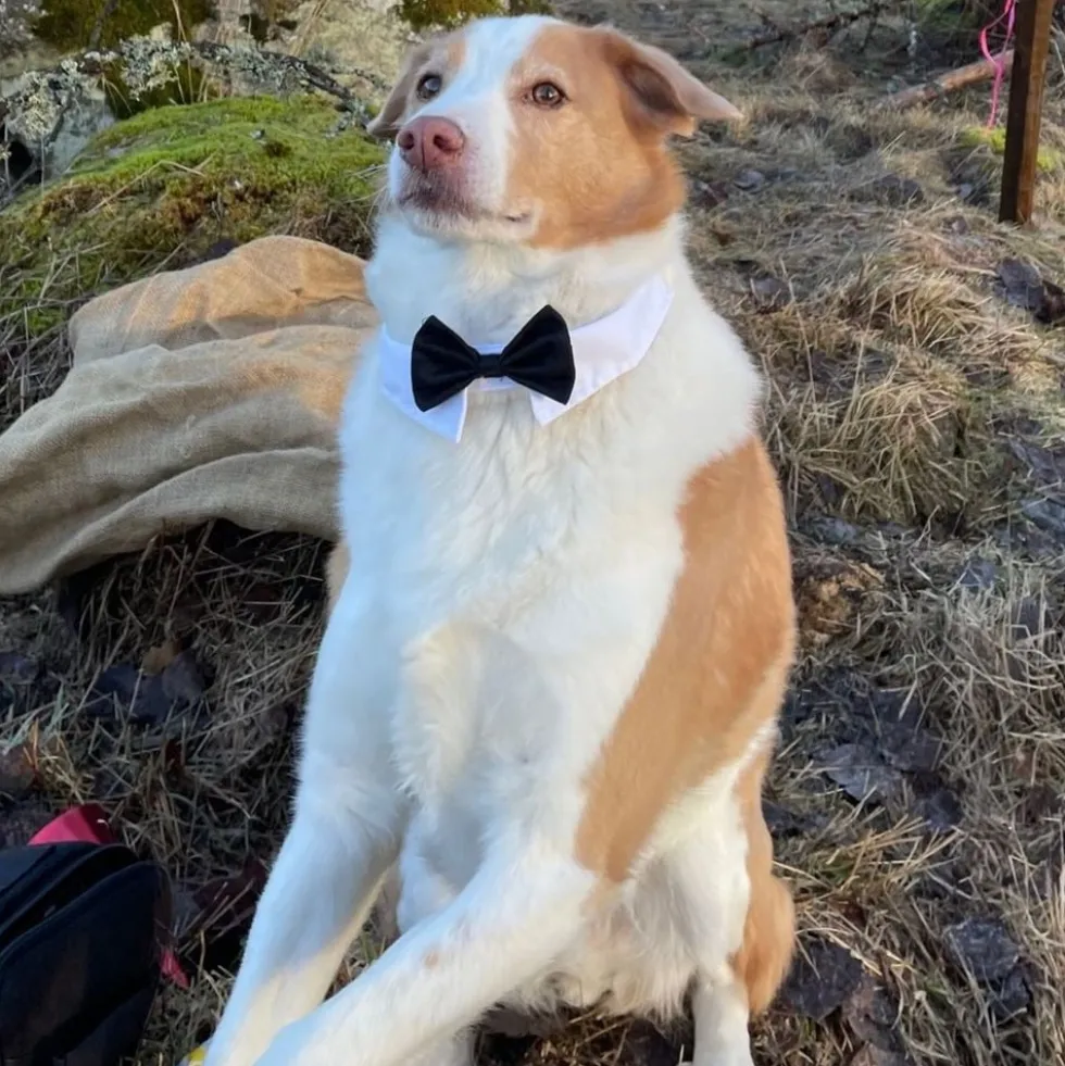 Butterfly til Hund