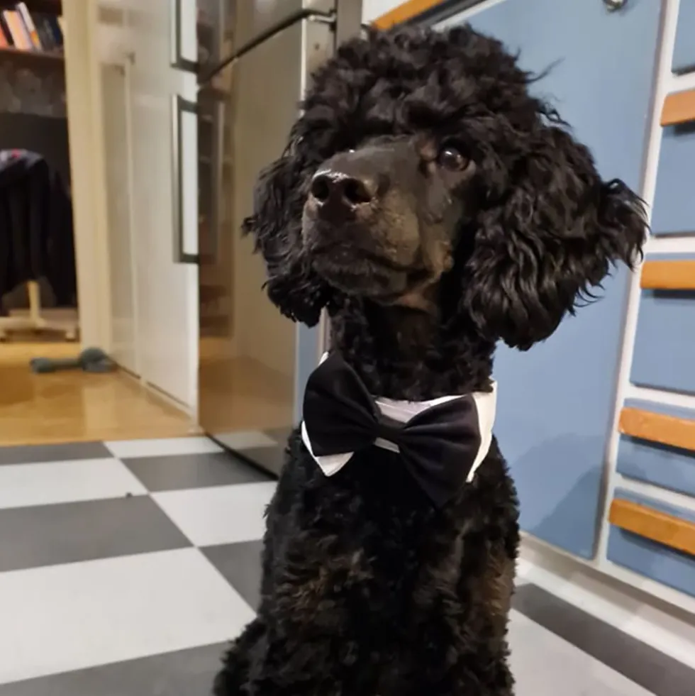 Butterfly til Hund