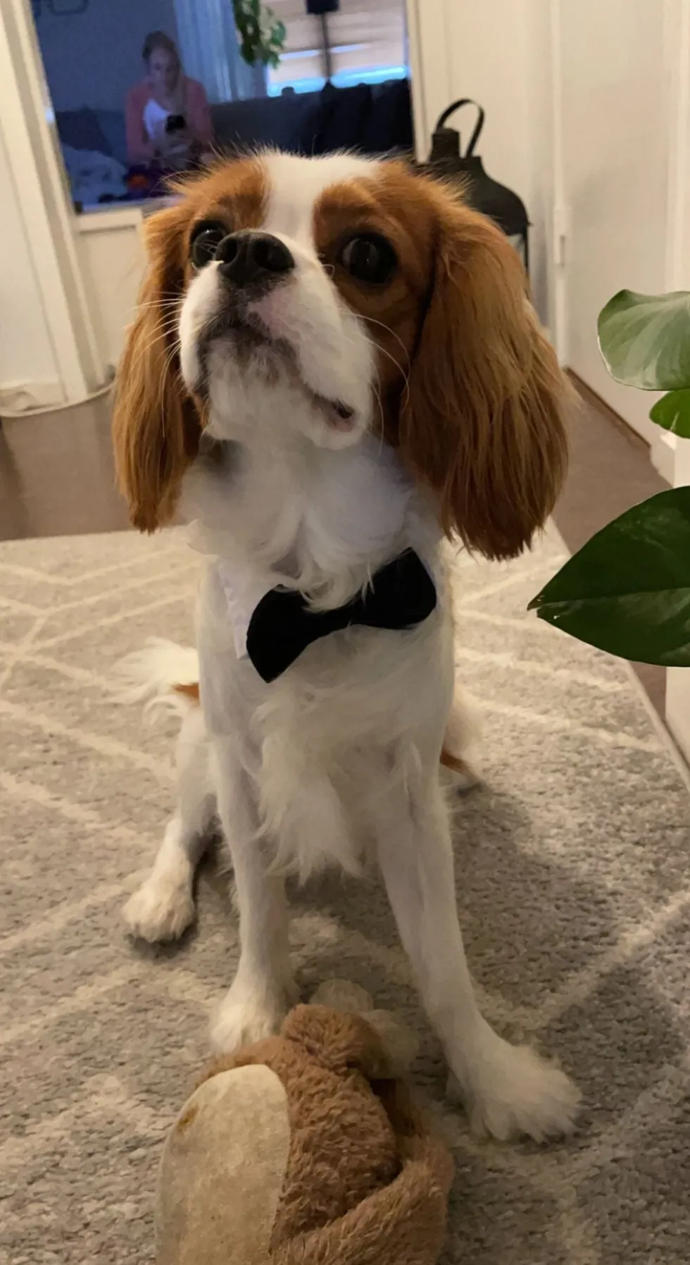Butterfly til Hund
