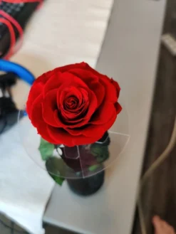 Evighedsrose
