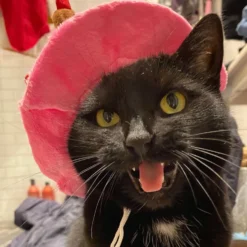 Fødselsdagshat til Kat
