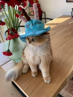 Fødselsdagshat til Kat