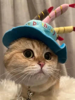 Fødselsdagshat til Kat