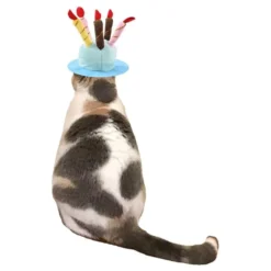 Fødselsdagshat til Kat