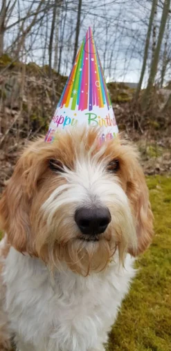 Festhatte Happy Birthday Regnbue