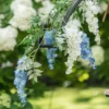 Kunstig Blomst Blåregn Blå