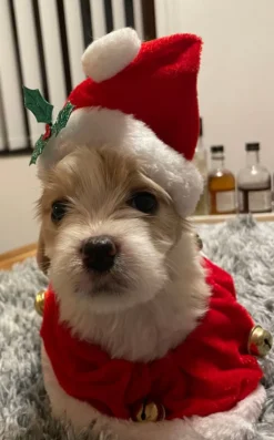 Nissehue og Krave til Hund