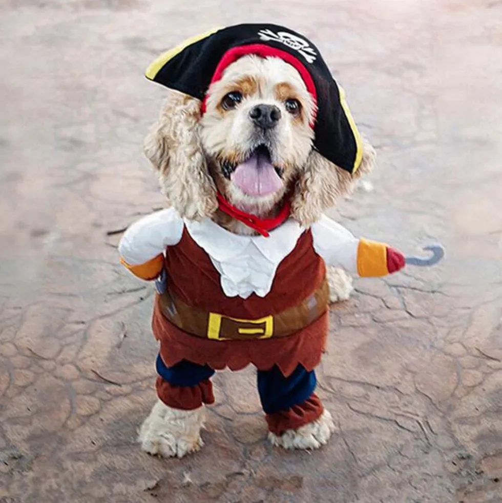 Pirat Kostume Kat/Hund