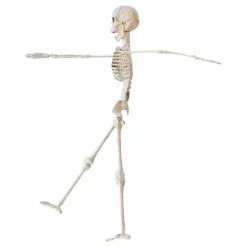 Skelet Rekvisit